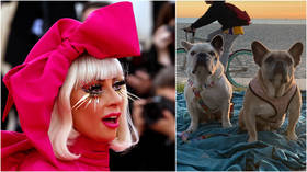 ‘Safely recovered’: Lady Gaga's stolen bulldogs brought to LA police after pop star offers $500k reward with no strings attached