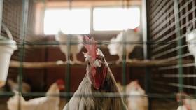 Murder most fowl? Fighting cock that killed owner with three-inch knife to appear in court in India