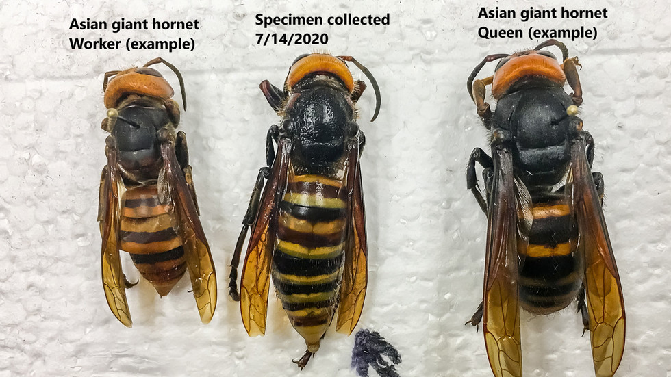 Experts are warning that murder hornets could be making a comeback in the U...