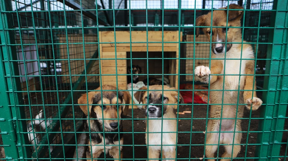 Stray dogs & cats to be killed ‘humanely’ in Russian animal shelters