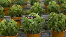 Dutch company unleashes automated drone strikes to protect crops… from moths?