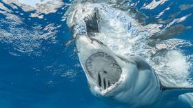 Aussie scientists suggest ‘biting back’ with electrified PPE to stop shark attacks
