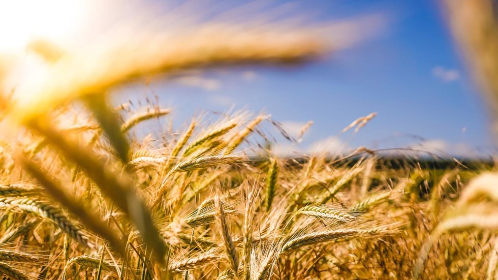 Russia on course to keep global grain supplies high despite export cap 2 Russia on course to keep global grain supplies high despite export cap