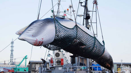 FILE PHOTO. Minke whale being lifted by a crane during the North Pacific research whaling programme at the Kushiro port in Kushiro, Hokkaido prefecture. © AFP / JIJI PRESS