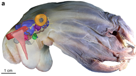 Marine biologists identify new species of &lsquo;Dumbo&rsquo; octopus that lives 7,000m below sea level (PHOTOS)