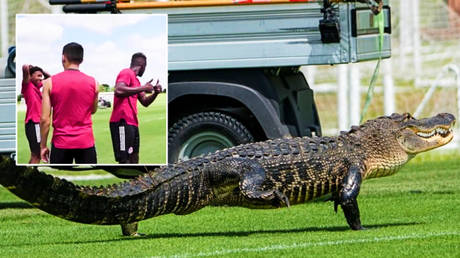 FC Toronto players have been accompanied by an alligator at training © Instagram / torontofc