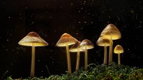 Magic mushroom treatment on par with pharma drugs for combating depression, study finds