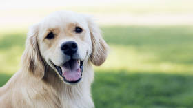 No more pets for debts: Russian parliament approves law to ban bailiffs from taking household animals as repayment for money owed