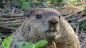 ‘Uniquely Canadian’: Beavers temporarily cut off remote town from the outside world by chewing through fiber optic cable