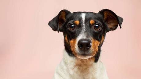 UK announces &lsquo;Pet Theft Taskforce&rsquo; following huge rise in dog abductions over lockdown