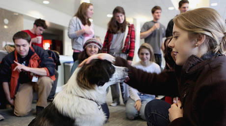 FILE PHOTO: Sophmore Elizabeth Rosenberg greets Meika during a dog therapy event at Tufts University's Carmichael Hall in Medford, Tuesday Dec. 14, 2010