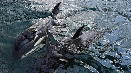 Orca whales in Sea Animals Adaptation Center