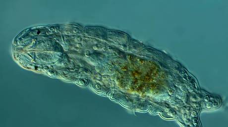 Scientists blast &lsquo;invincible&rsquo; tardigrades to test limits of organic life in outer space