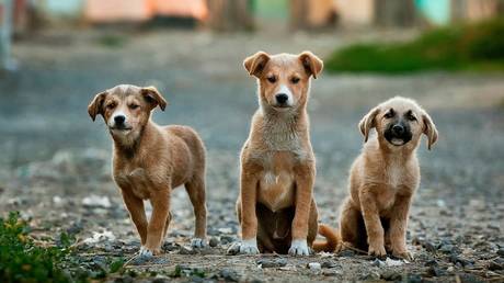 Greek dog breeders protest government bill that would make sterilization of pets mandatory