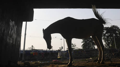 Hundreds in India flout lockdown to cremate &lsquo;divine horse&rsquo; who died &lsquo;trying to get rid the world of Covid-19&rsquo;