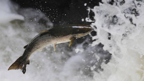 &lsquo;Incredibly poisonous&rsquo; pesticide banned by EU may receive approval for use in Scottish salmon farms