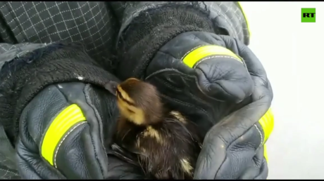 A ducky escape: Russian emergency workers launch operation to rescue duckling trapped in sewer grate & reunite it with family