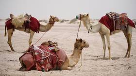 UAE scientists inject immune camels with Covid-19 in search of clues to beat the pandemic