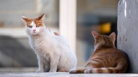 South Korean police investigate stray cat deaths, as serial ‘cat killer’ blamed for poisoning 1,000+ animals over 13yrs