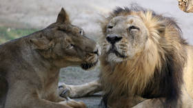 Eight lions contract Covid-19 at Hyderabad zoo amid coronavirus surge in India
