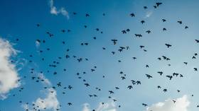 Wild birds outnumber humans 6 to 1, scientists calculate in extraordinary new study