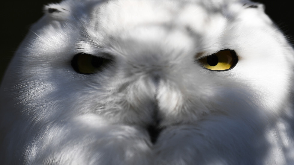 New officer boosts Kremlin guard ranks, trained to lure would-be trespassers into ambush by partner using his… snow-white feathers