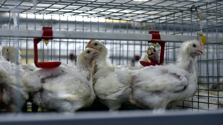 FILE PHOTO: Chickens at a poultry farm in China, 2018. © Stringer / Reuters