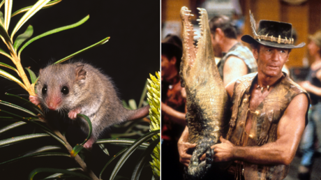 (L) Pygmy Possum. © Getty Images / TED MEAD; (R) Crocodile Dundee; Peter Faiman, 1986,© IMDB