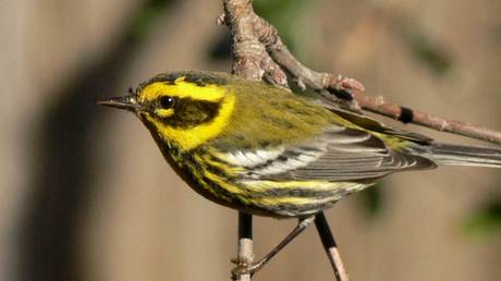 Townsend's Warbler © Wikipedia