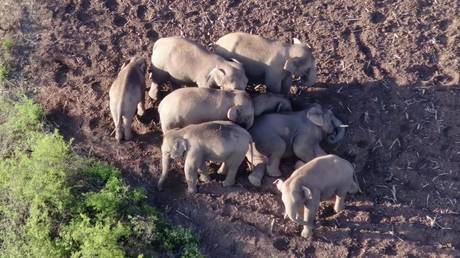 China's herd of 14 wandering wild Asian elephants. ©Hu Chao / Xinhua