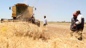 Syria is suffering a devastating wheat shortage the media claim is due to drought – but the truth is a lot more complicated