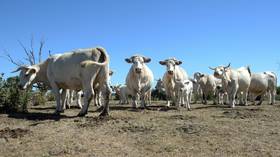 EU agri ministers approve major CAP reform farming subsidies deal in bid to better protect small producers and environment