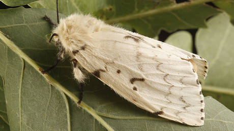 Der Schwammspinner ( Lymantria dispar ) ist ein Schmetterling (Nachtfalter) (GERMANY OUT) Der Schwammspinner ( Lymantria dispar ) ist ein Schmetterling (Nachtfalter) © Schellhorn/ullstein bild via Getty Images