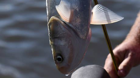 A caught carp is seen on a boat during a hunt for Asian carp with bow and arrow on the Illinois River near Lacon, Illinois, U.S., September 14, 2019. © REUTERS/Nicholas Pfosi