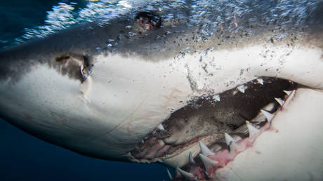 A close up of a great white sharks mouth, taken at The Neptune Islands, South Australia, June 2014. © Brad Leue / Barcroft Media via Getty Images / Barcroft Media via Getty Images
