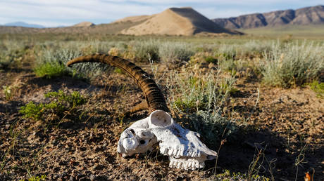 FILE PHOTO. Altyn-Emel national park in Almaty region, Kazakhstan. © Reuters / Shamil Zhumatov