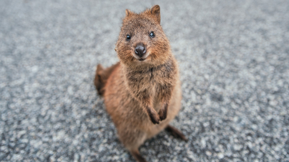 ‘Unacceptable cruelty’: Teen takes heat after filmed forcing vulnerable quokka to VAPE, could face 5 years in jail