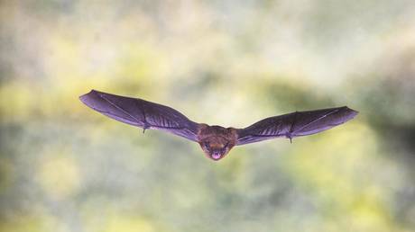 FILE PHOTO. A common pipistrelle bat.