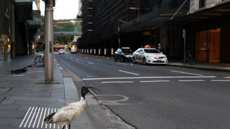 A bird stands at a crosswalk devoid of people in the city centre during a lockdown to curb the spread of a coronavirus disease (COVID-19) outbreak in Sydney, Australia, August 9, 2021. © REUTERS/Loren Elliott