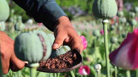 FILE PHOTO. Afghan farmers harvest opium sap from a poppy field. ©Omid Khanzada / Omago via Global Look Press