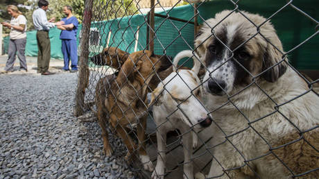 FILE PHOTO: Dogs caged in the Nowzad Conrad Lewis Clinic in Kabul, Afghanistan, October 18, 2014 © Global Look Press / Oleksandr Rupeta