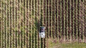 French wine production falls to ‘historically low’ level after vineyards devastated by severe frost