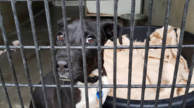 شورای استرالیا با استناد به تهدید کووید، سگ ها را به جای اینکه به داوطلبان اجازه جمع آوری آنها را بدهد، از یک پناهگاه شلیک کرد.