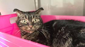 Cat locked in abandoned house for two months SURVIVES