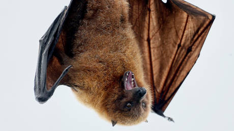 A fruit bat hangs on a perch at a zoo. © Reuters / Arnd Wiegmann