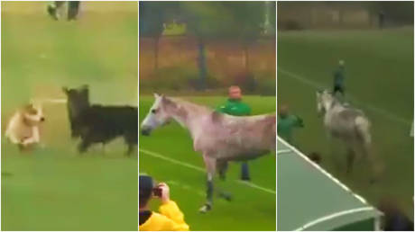 Two dogs and a horse have invaded a football match in Ukraine © Twitter / PVP.Poltava via Buckarobanza