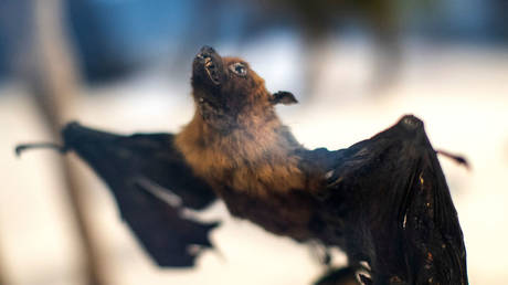 Bat specimen on display at science exhibition in Wuhan, China. July 18, 2021.