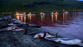 Рекордная кровавая охота на Фарерских островах в Дании убивает почти 1500 дельфинов (ГРАФИЧЕСКИЕ ВИДЕО, ФОТО)