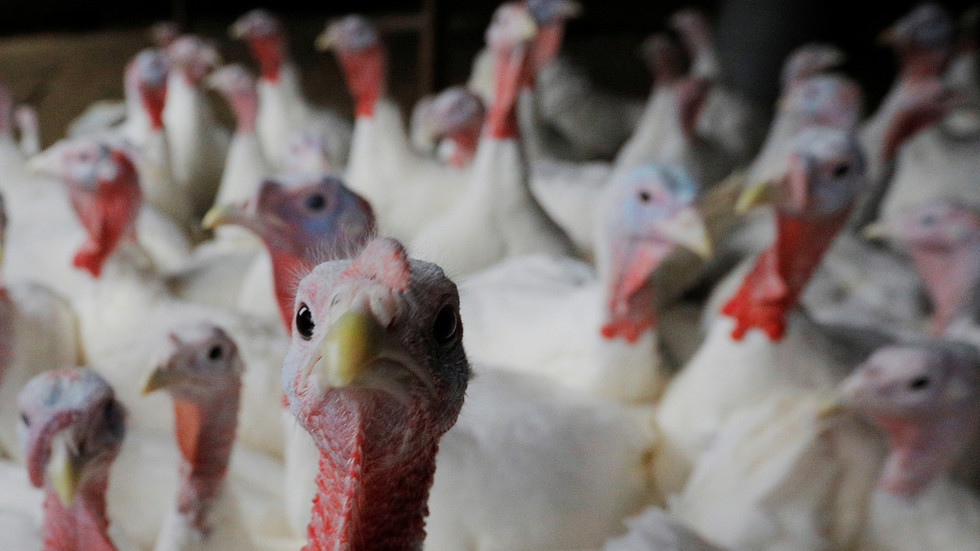 13,000 turkeys to be killed on Italian farm after second outbreak of highly contagious H5N1 bird flu 