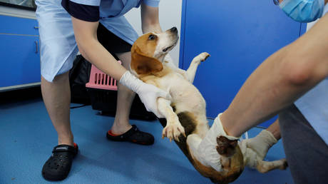 FILE PHOTO: Staff prepare a beagle dog for cloning experiment © Reuters / Thomas Peter